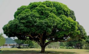 Biggest Mango Tree